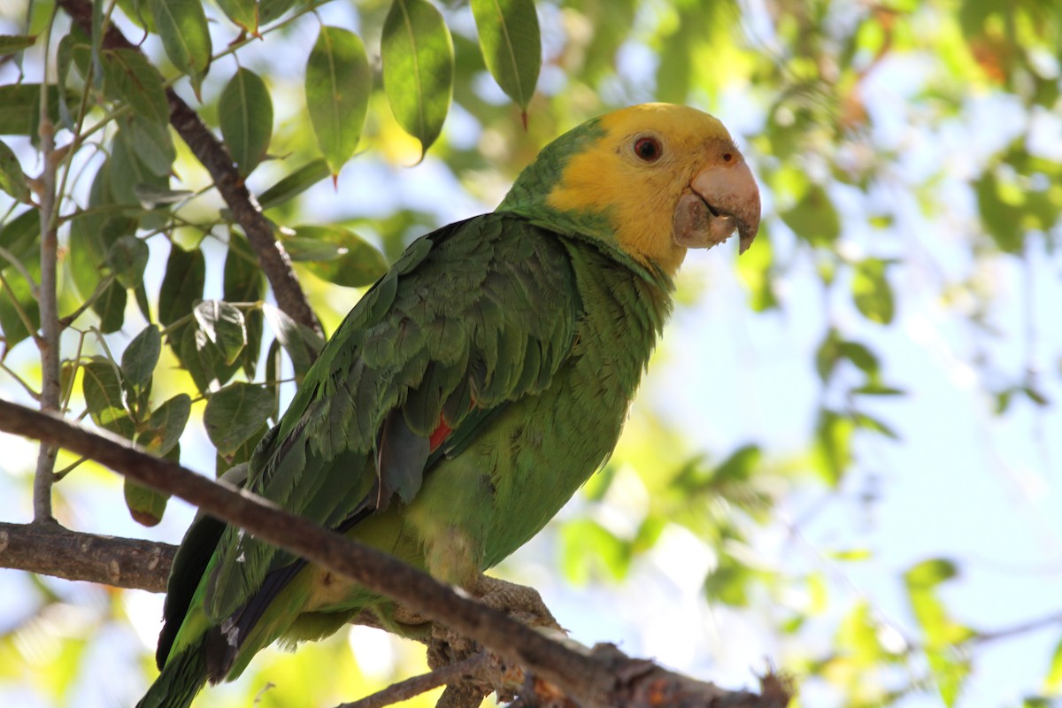 Yellow-headed Parrot (Tres Marias Is.) - Gabriel Tellez