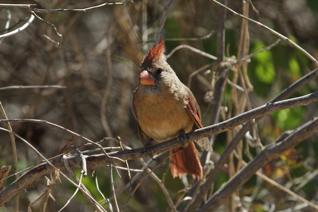 Female (subspecies&nbsp;<em>mariae</em>). - Northern Cardinal - 