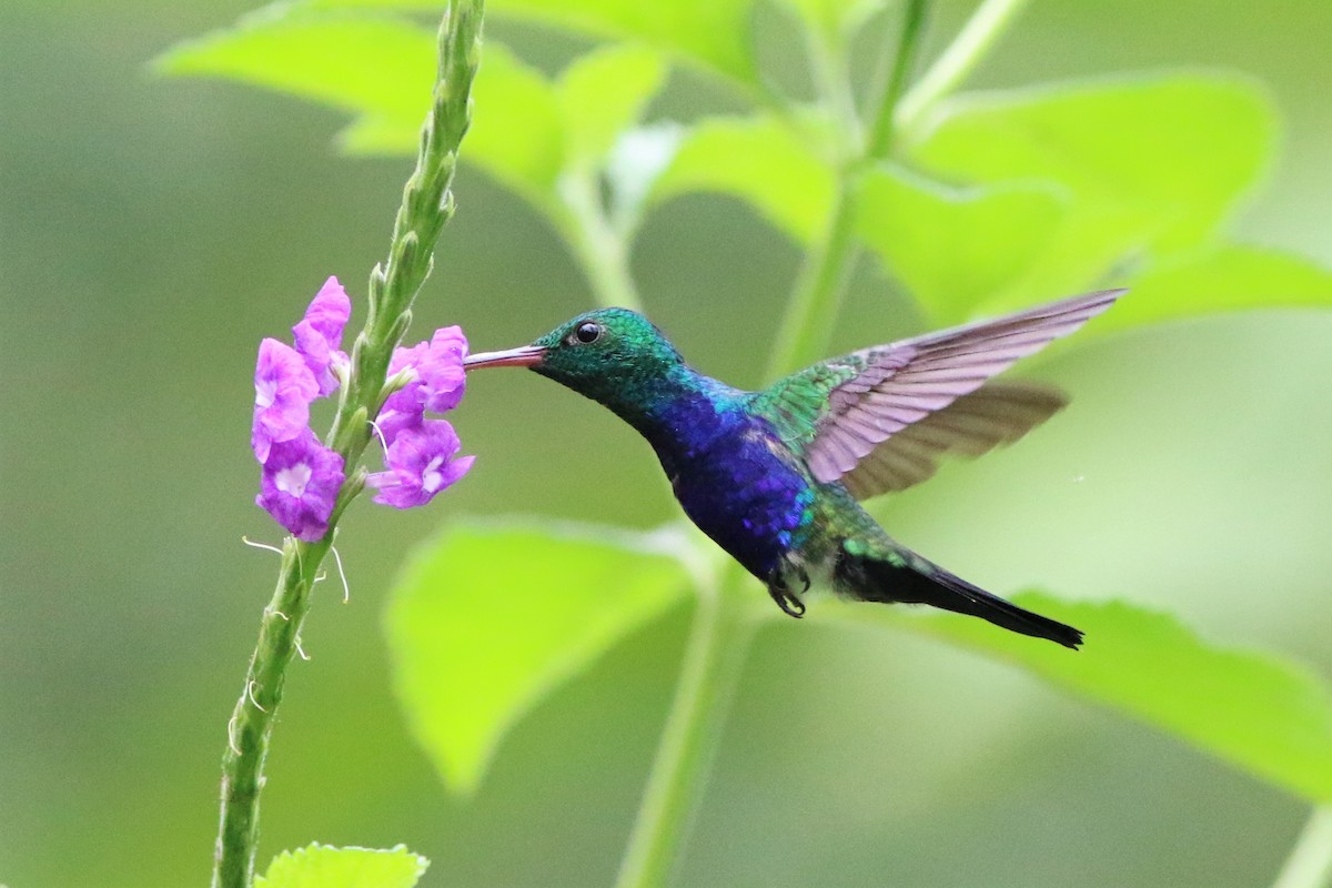 Violet-bellied Hummingbird - Robert McNab