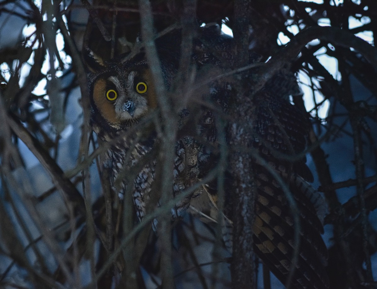 Long-eared Owl - Roger Beardmore