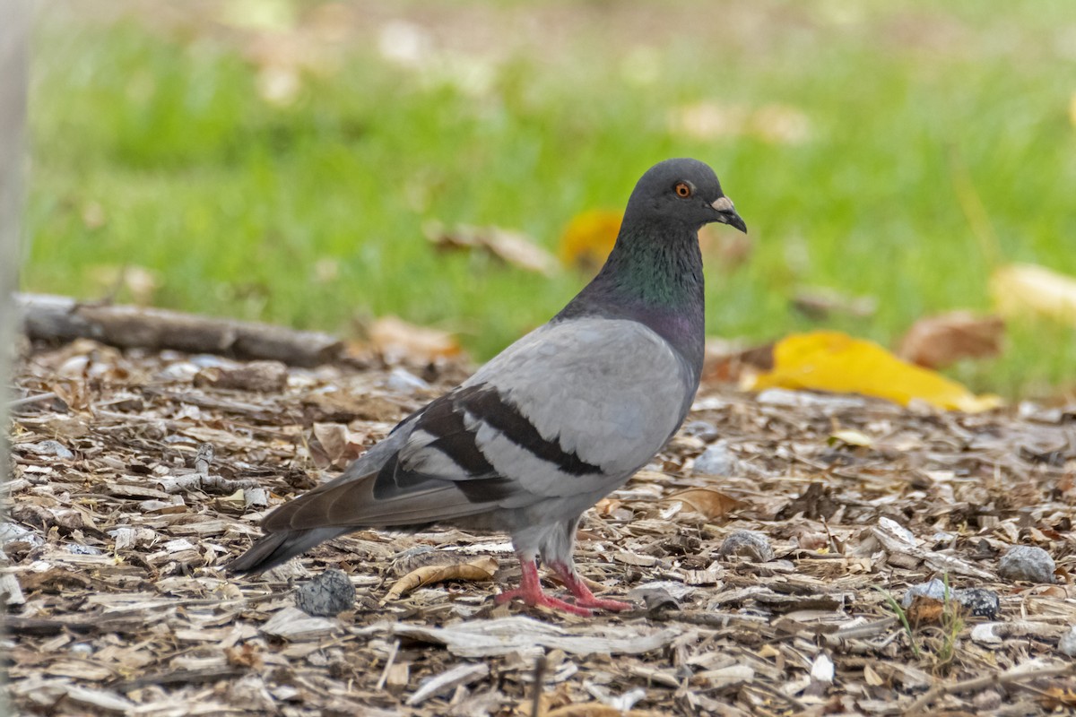 Rock Pigeon (Feral Pigeon) - ML199285031