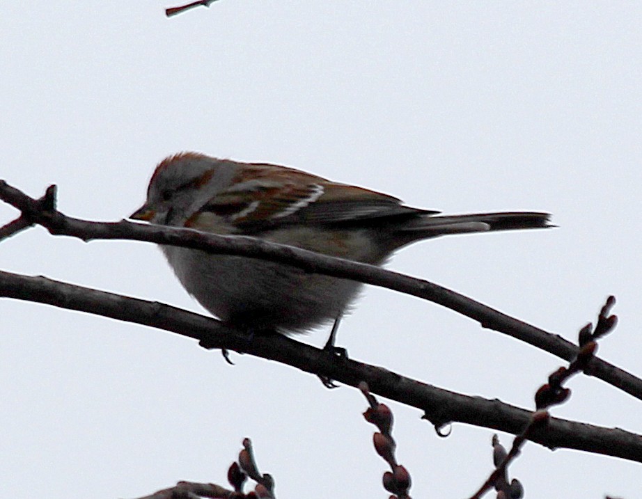 American Tree Sparrow - ML199287301