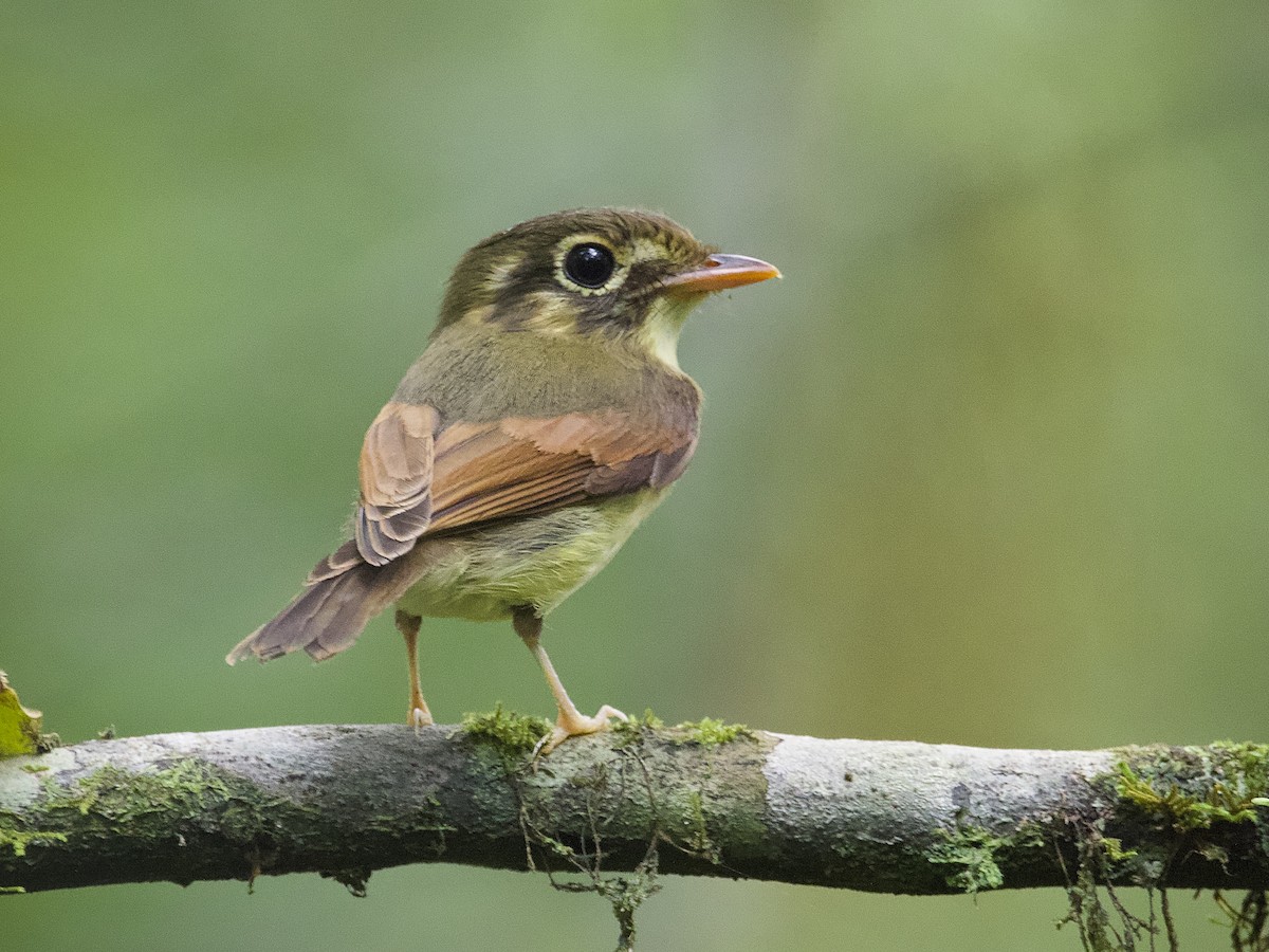 Russet-winged Spadebill - Platyrinchus leucoryphus - Birds of the World