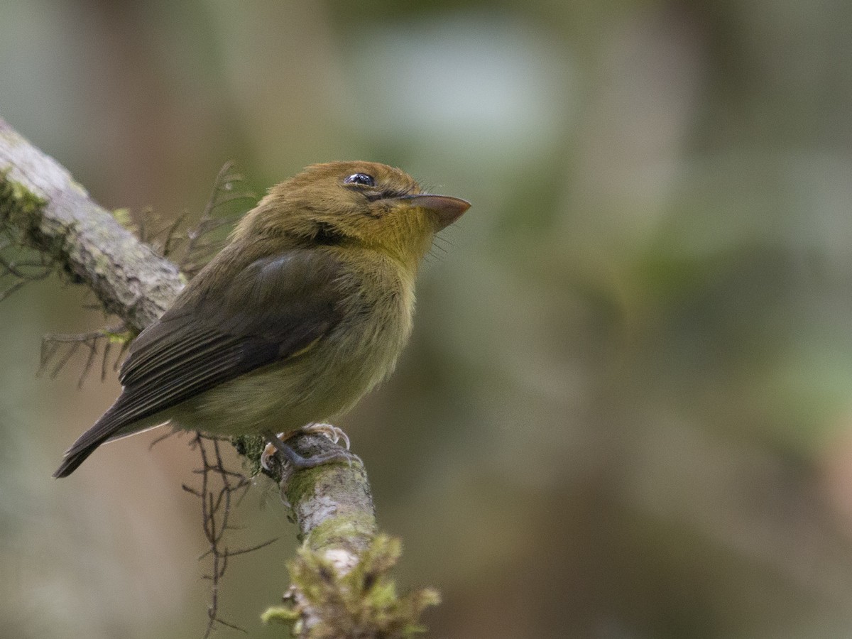 Yellow-throated Spadebill - Platyrinchus flavigularis - Birds of the World