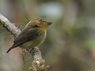  - Yellow-throated Spadebill