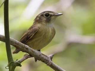  - Stub-tailed Spadebill