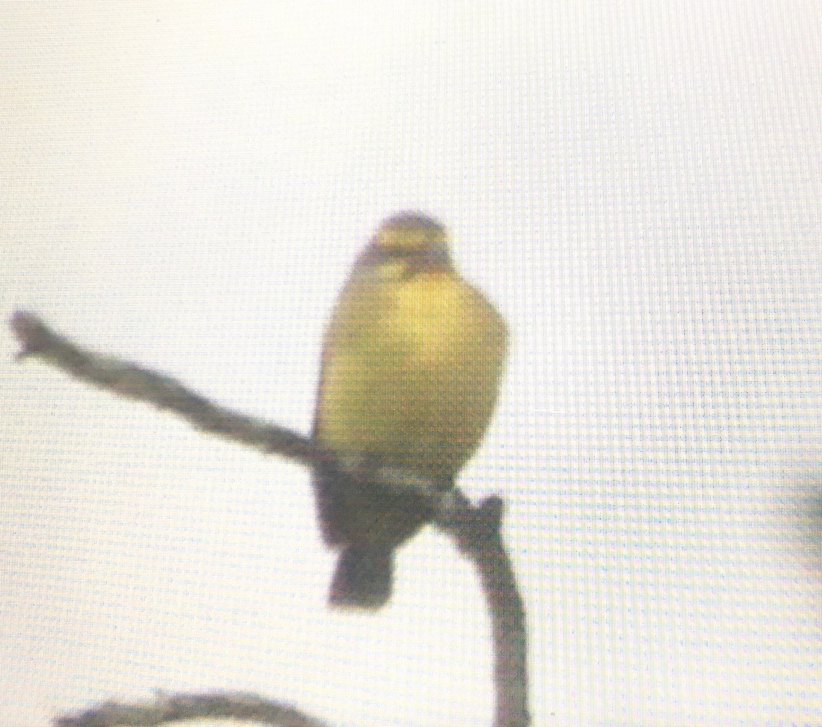Yellow-fronted Canary - ML199292231