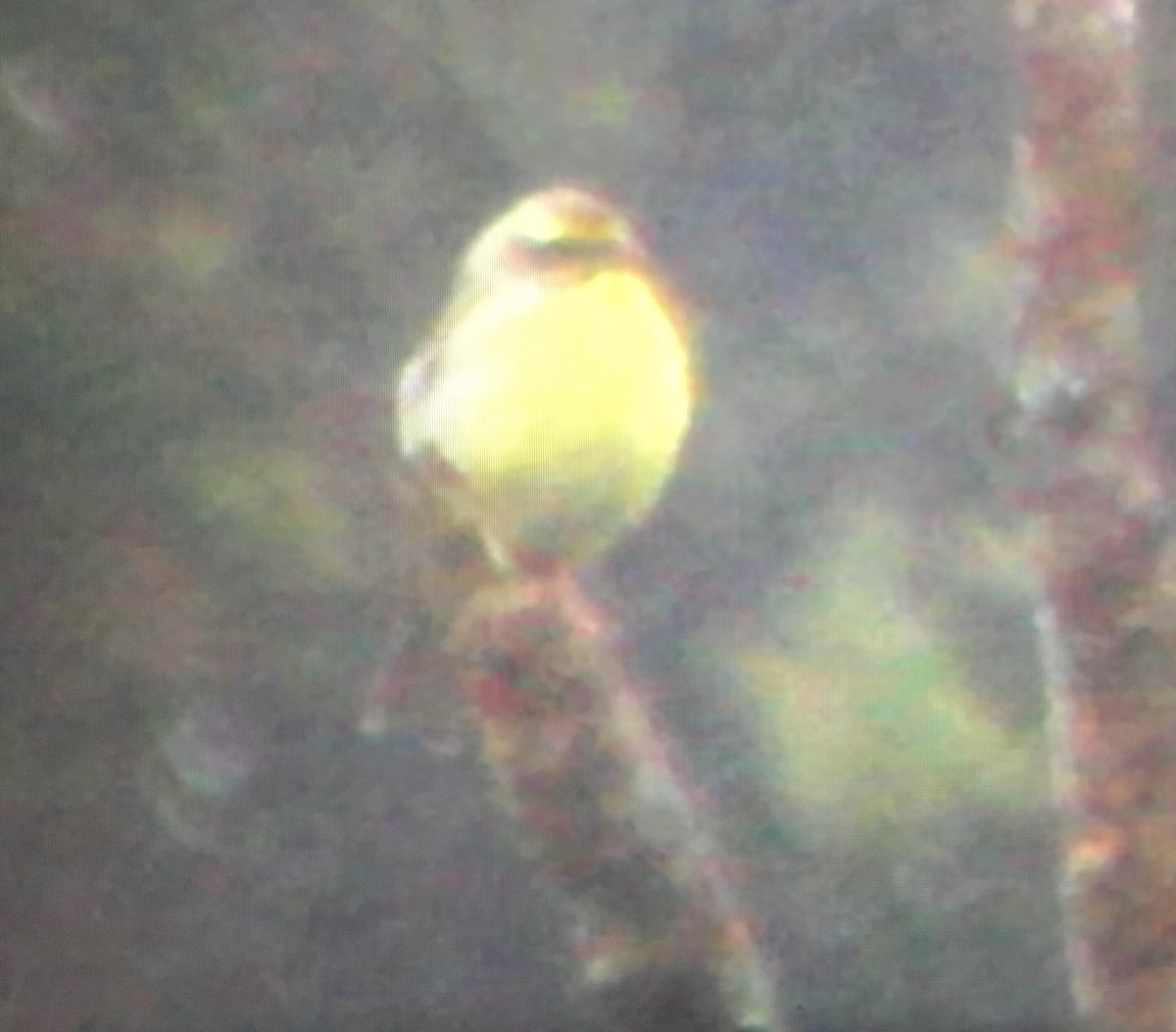 Yellow-fronted Canary - ML199292261