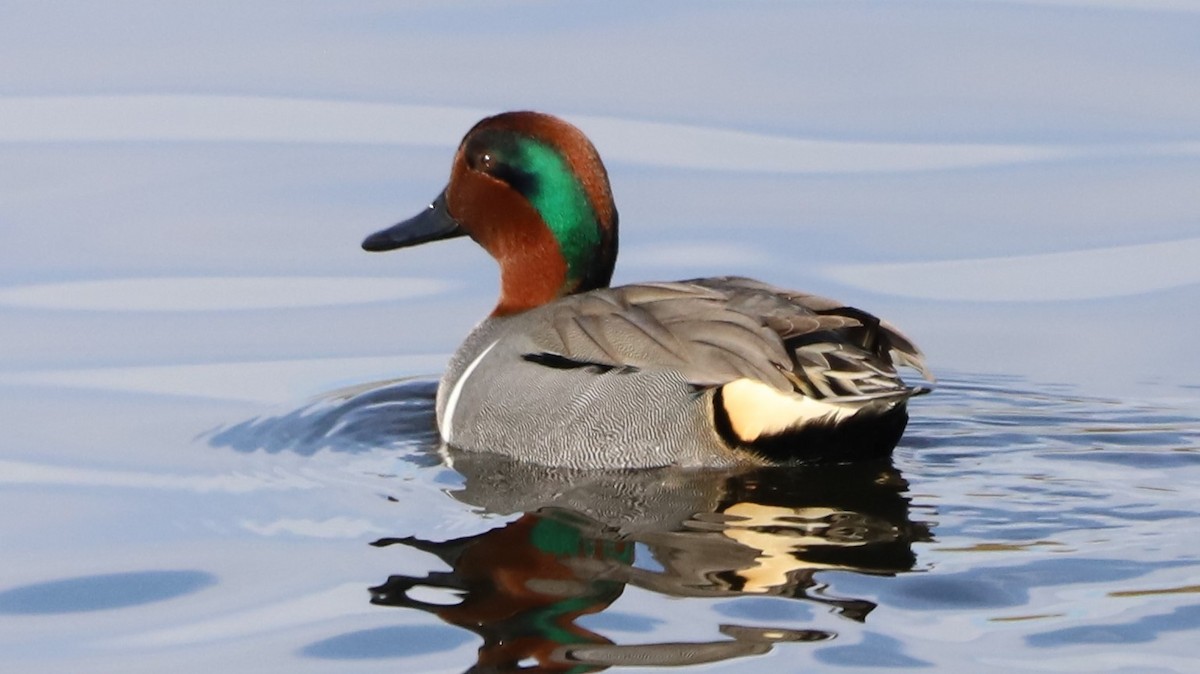 Green-winged Teal - ML199292481