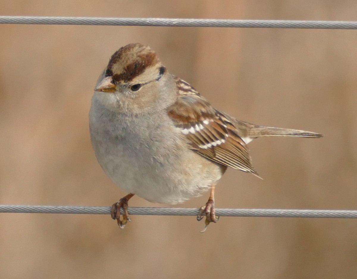 White-crowned Sparrow - ML199293961