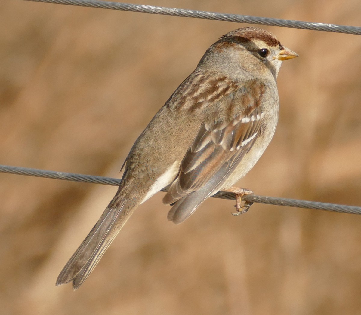 White-crowned Sparrow - ML199293971