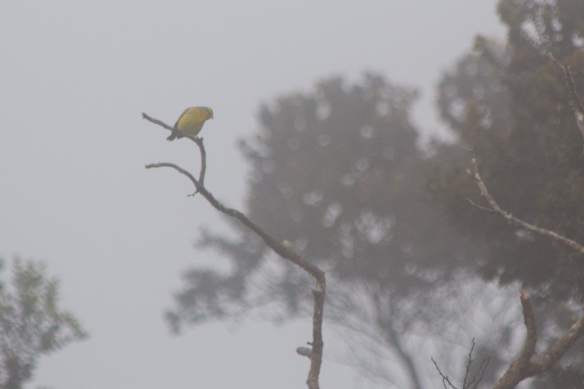 Yellow-fronted Canary - ML199295881