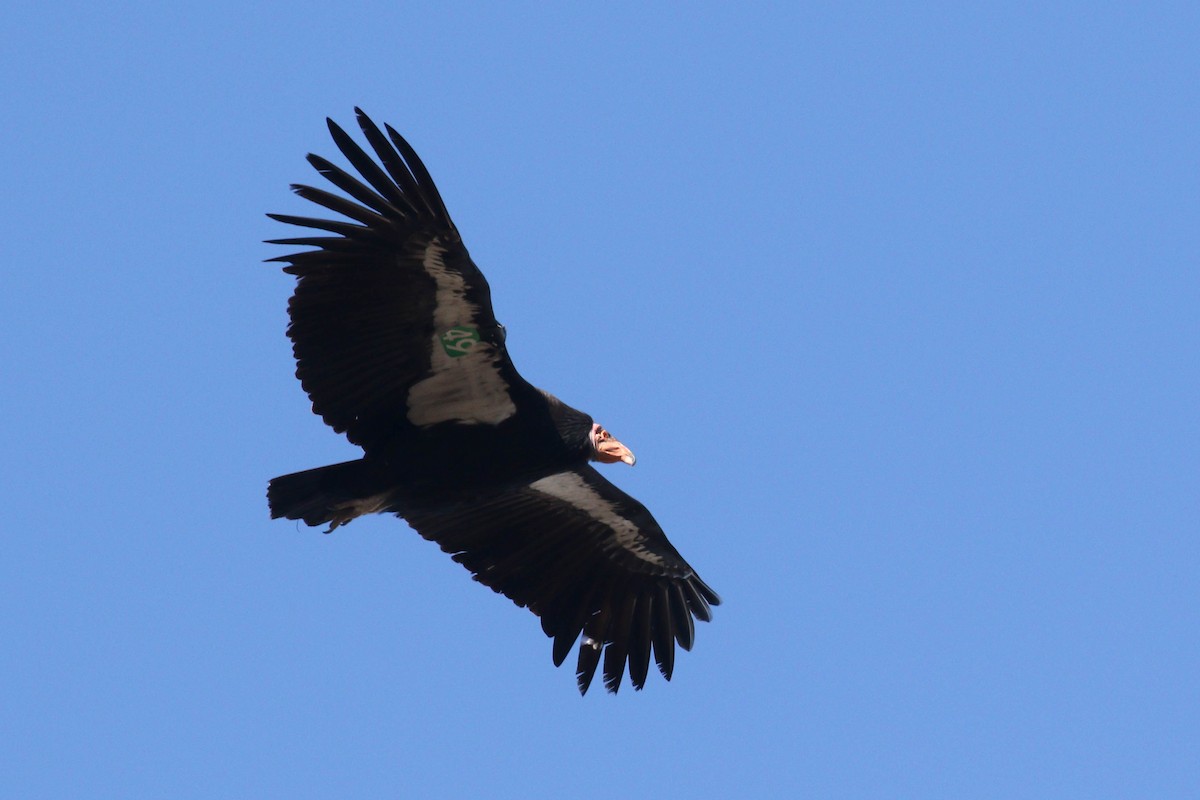 California Condor - ML199296641