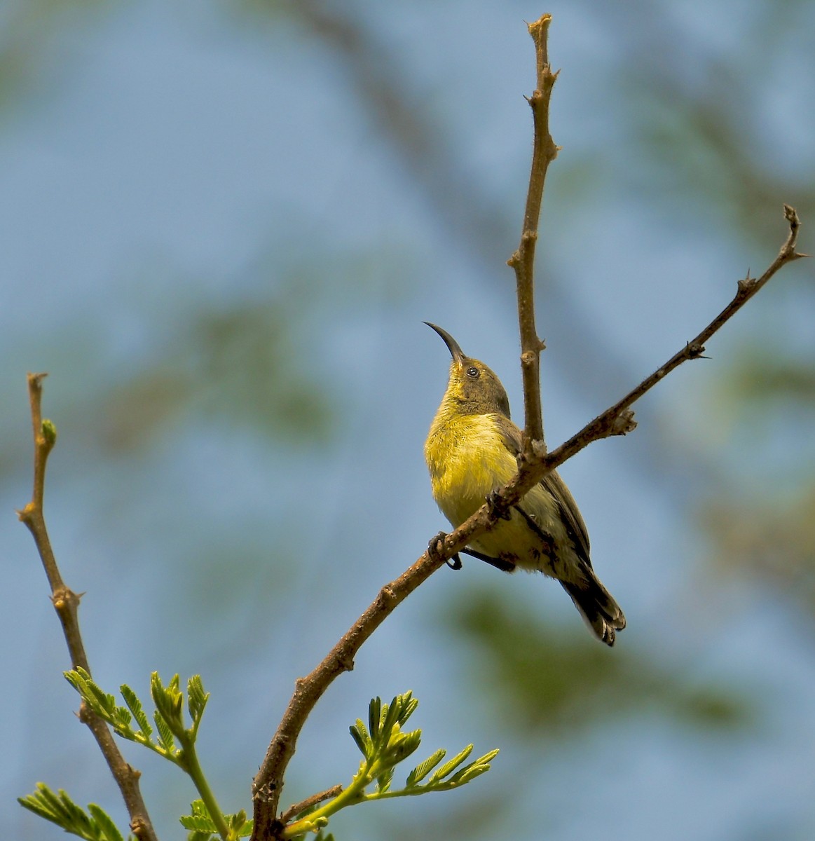 Variable Sunbird (Yellow-bellied) - ML199303561