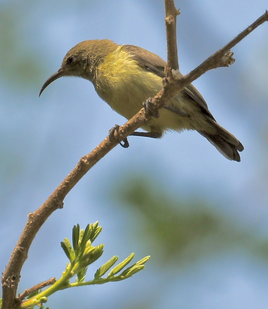 Variable Sunbird (Yellow-bellied) - ML199303571