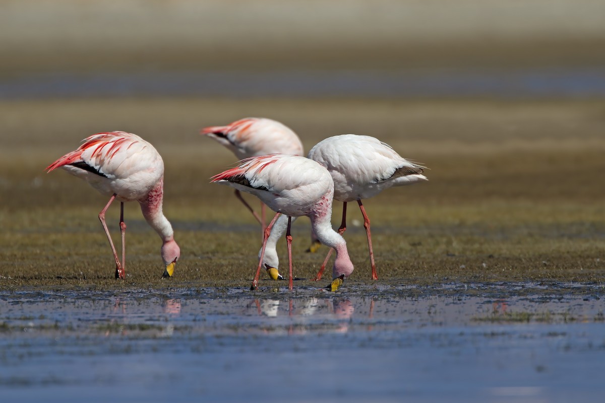Puna Flamingosu - ML199304511