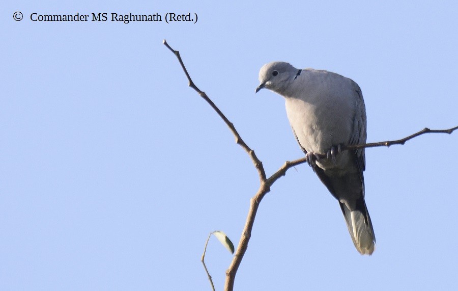 Eurasian Collared-Dove - MS Raghunath