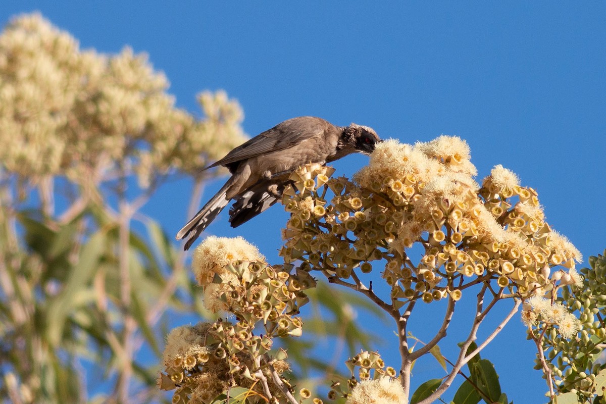 Silver-crowned Friarbird - ML199308781