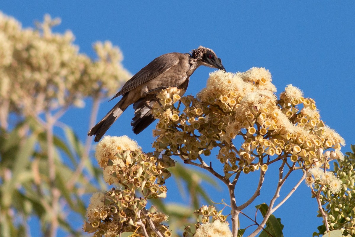 Silver-crowned Friarbird - ML199308811
