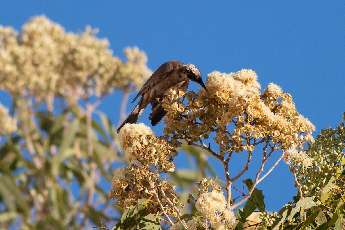 Silver-crowned Friarbird - ML199308821