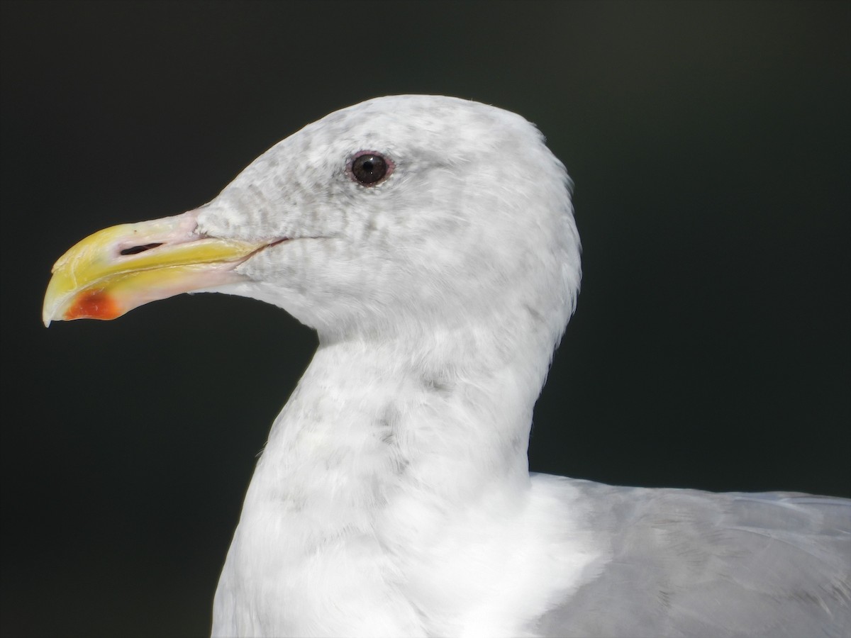 Glaucous-winged Gull - Dale Floer