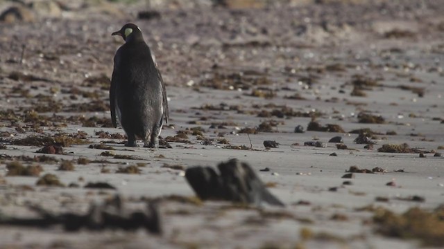 tučňák patagonský - ML199311691
