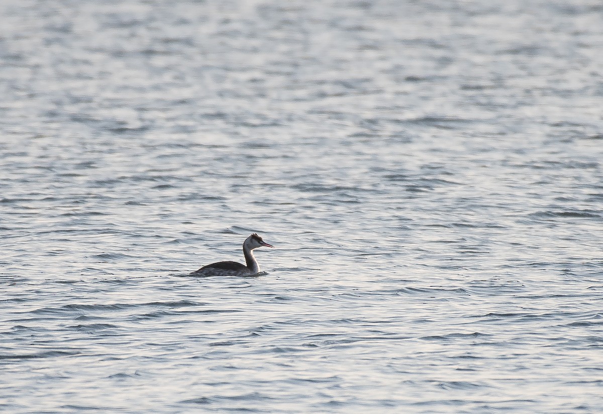 Great Crested Grebe - ML199312111