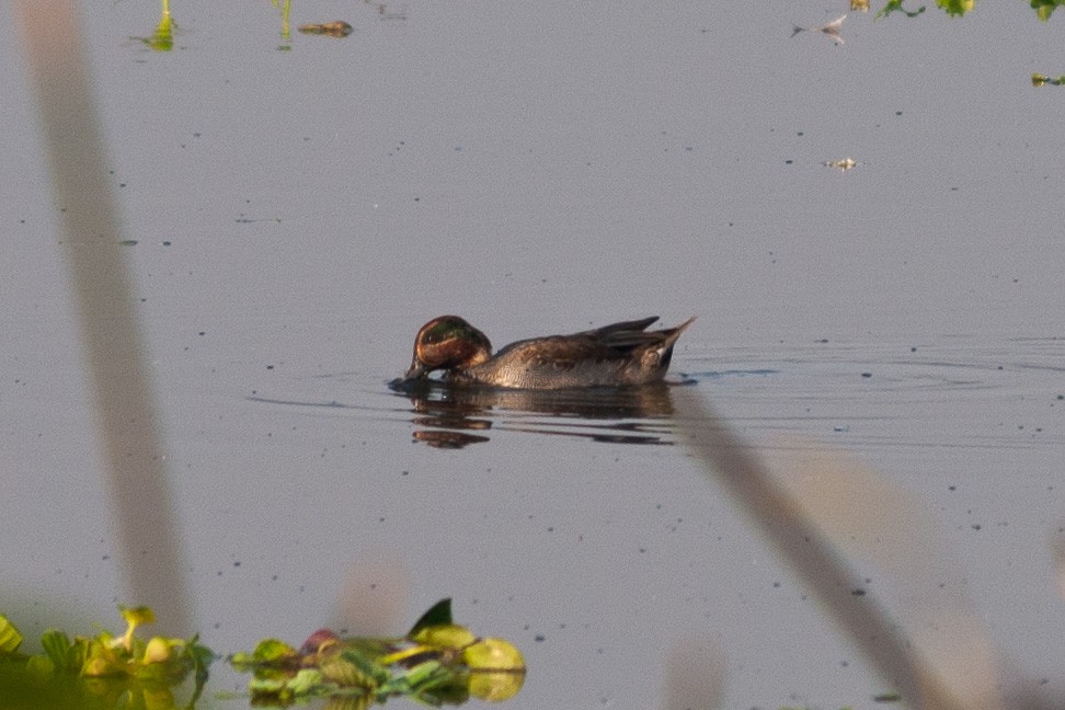 Green-winged Teal - ML199312701
