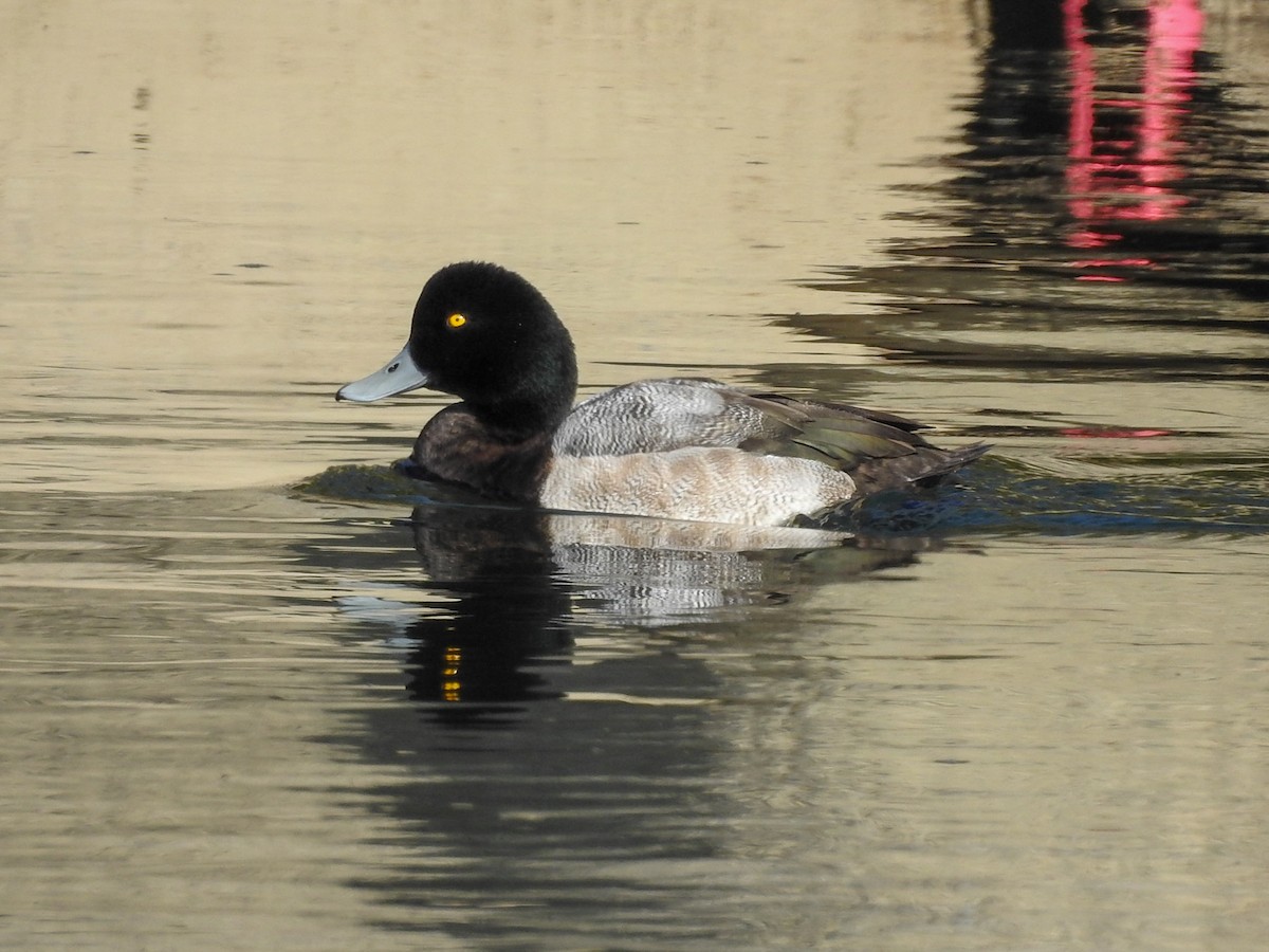 Greater Scaup - ML199318441