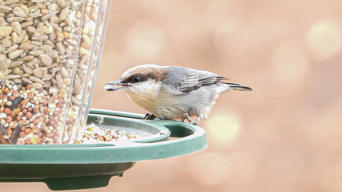 Brown-headed Nuthatch - ML199320151