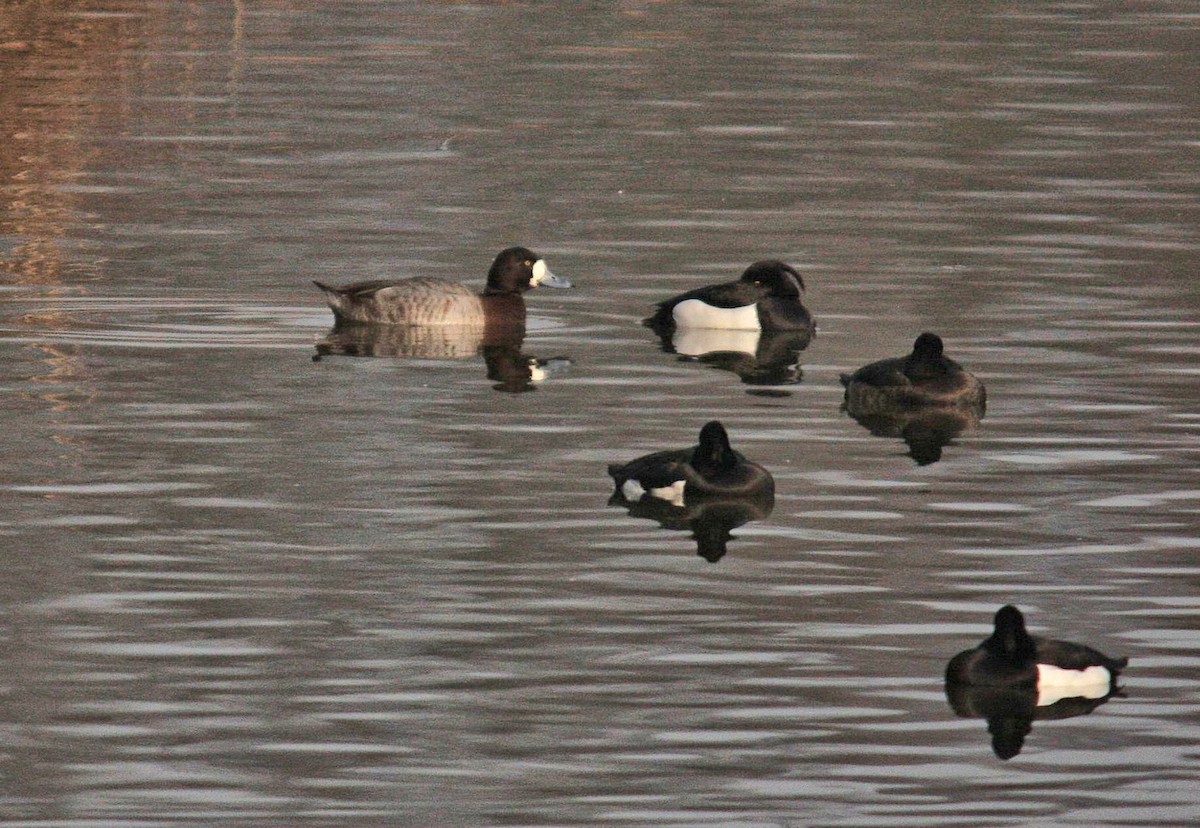 Greater Scaup - Richard Prior
