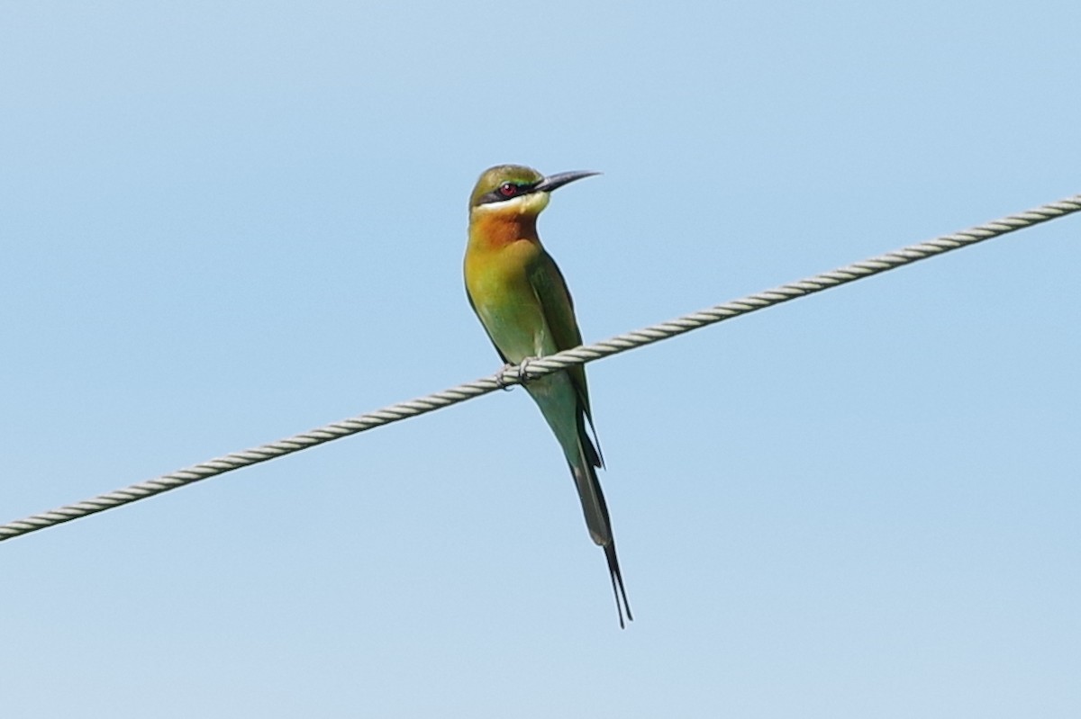 Blue-tailed Bee-eater - Volker Heinrich