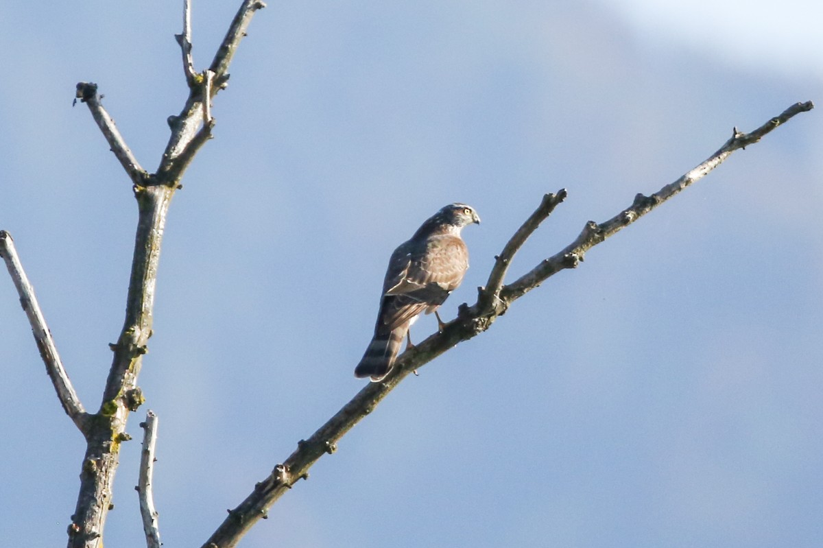 Eurasian Sparrowhawk - Leonardo Rassu