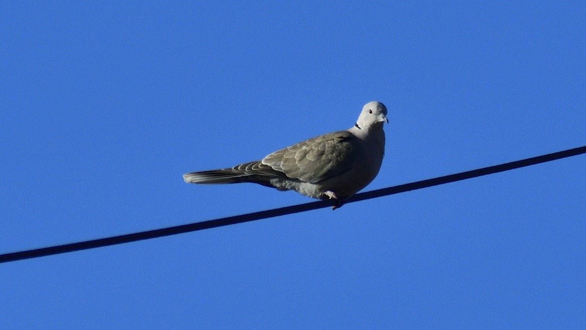 Eurasian Collared-Dove - ML199333021