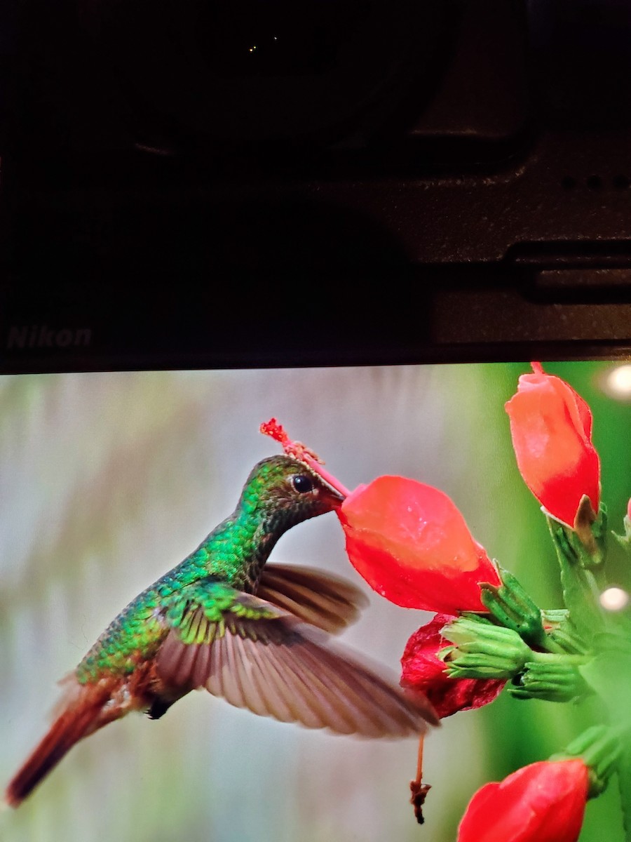 kolibřík yukatanský - ML199334871