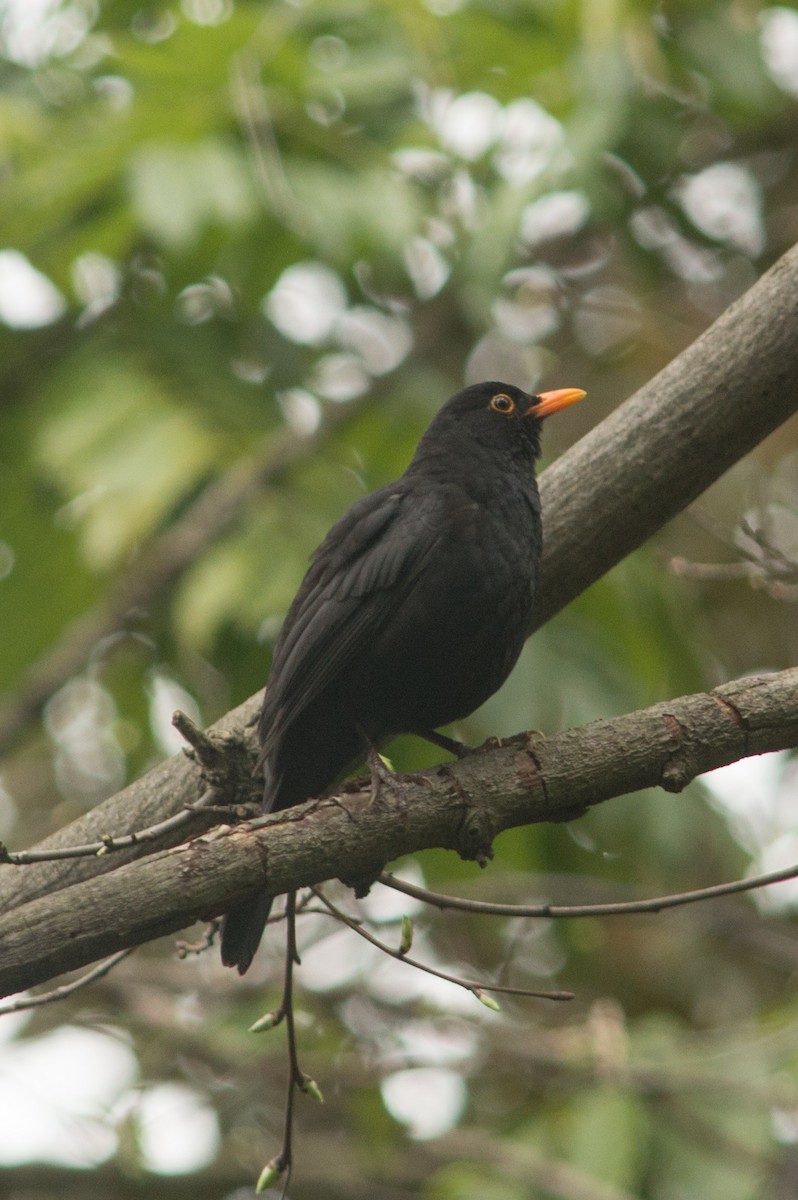 Eurasian Blackbird - ML199335971