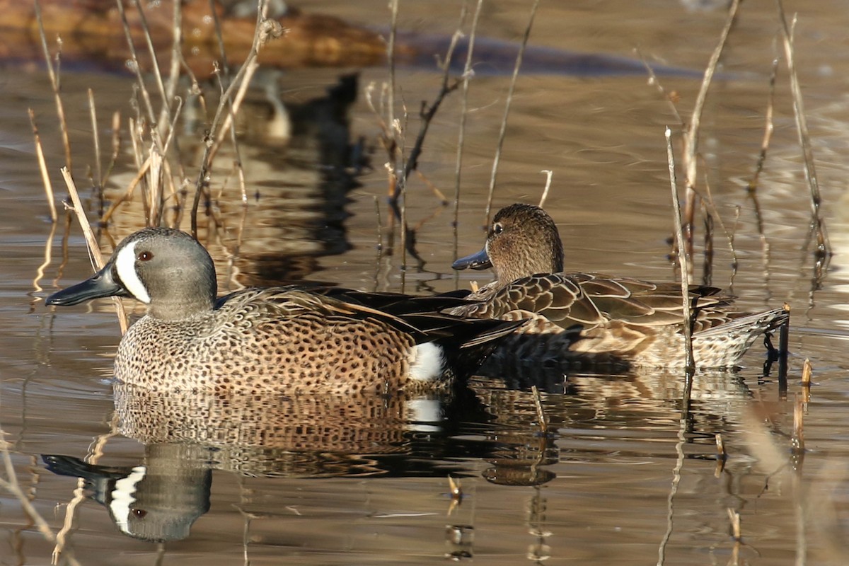 Blue-winged Teal - ML199341911