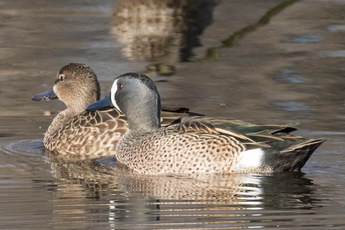 Blue-winged Teal - ML199341921