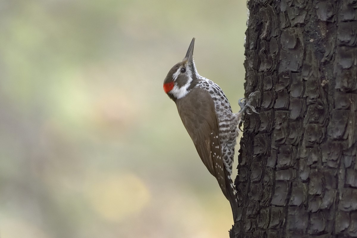 Arizona Woodpecker - Paul Maury