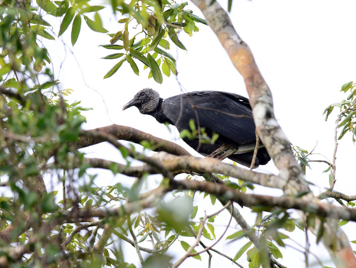 Black Vulture - Charles Hundertmark