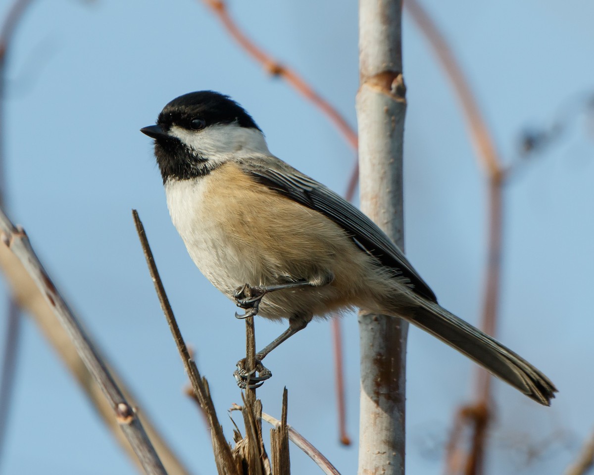 Black-capped Chickadee - Jeff Stacey