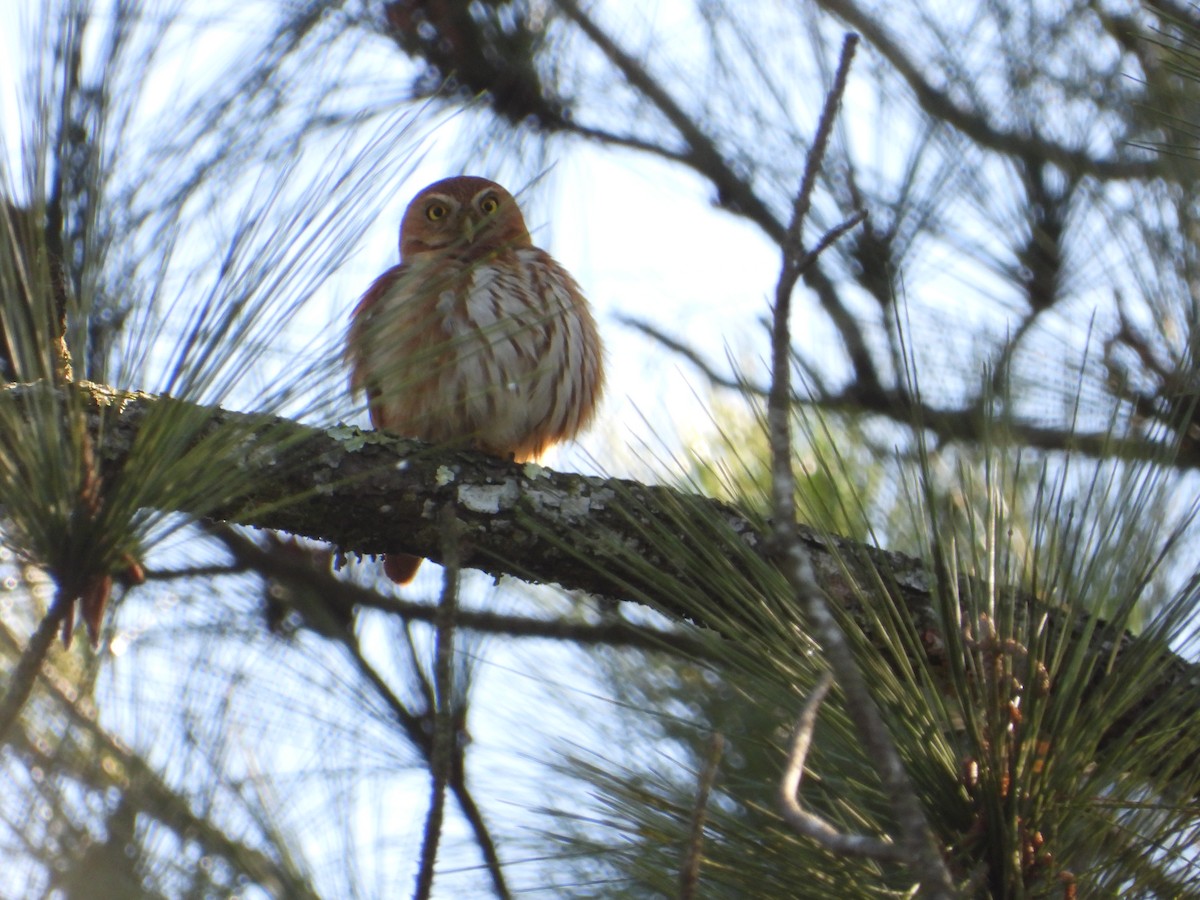 Ferruginous Pygmy-Owl - ML199352831