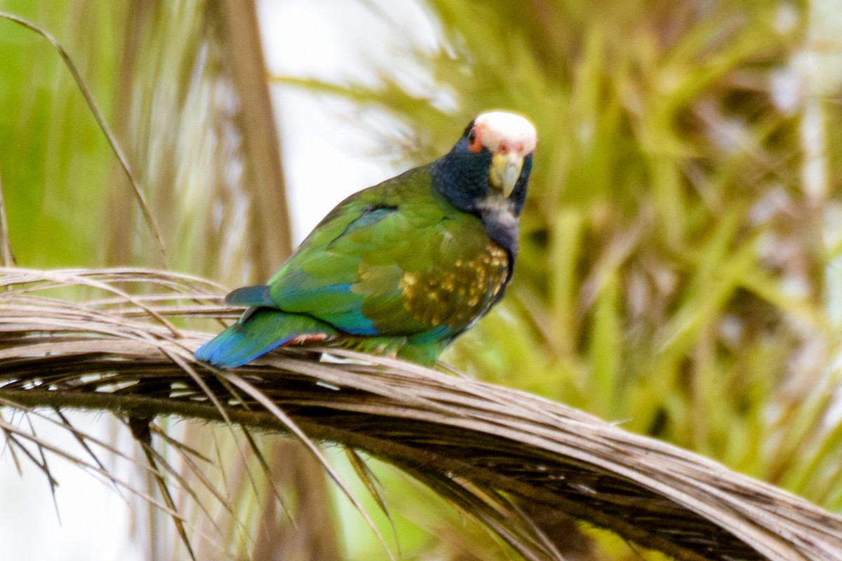 White-crowned Parrot - ML199353471