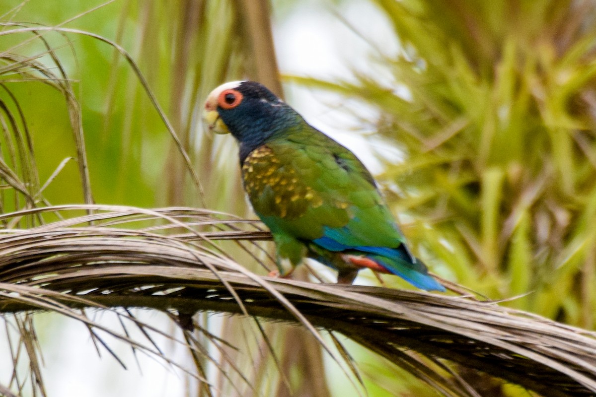 White-crowned Parrot - Alison Bentley