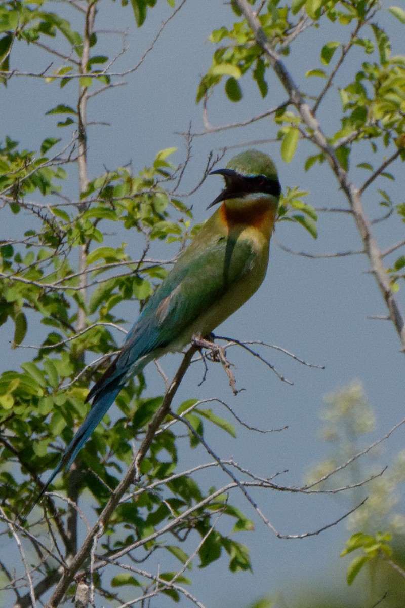 Blue-tailed Bee-eater - ML199359901