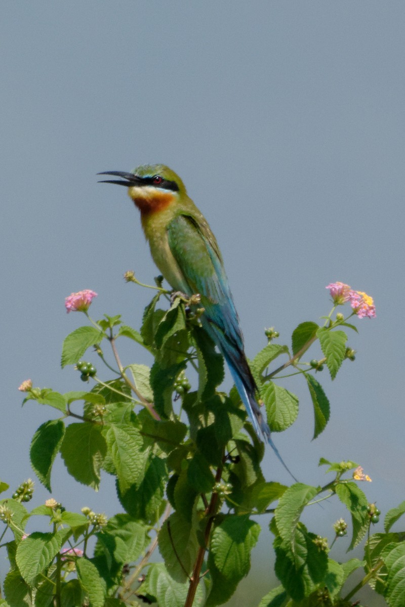 Blue-tailed Bee-eater - William Stephens
