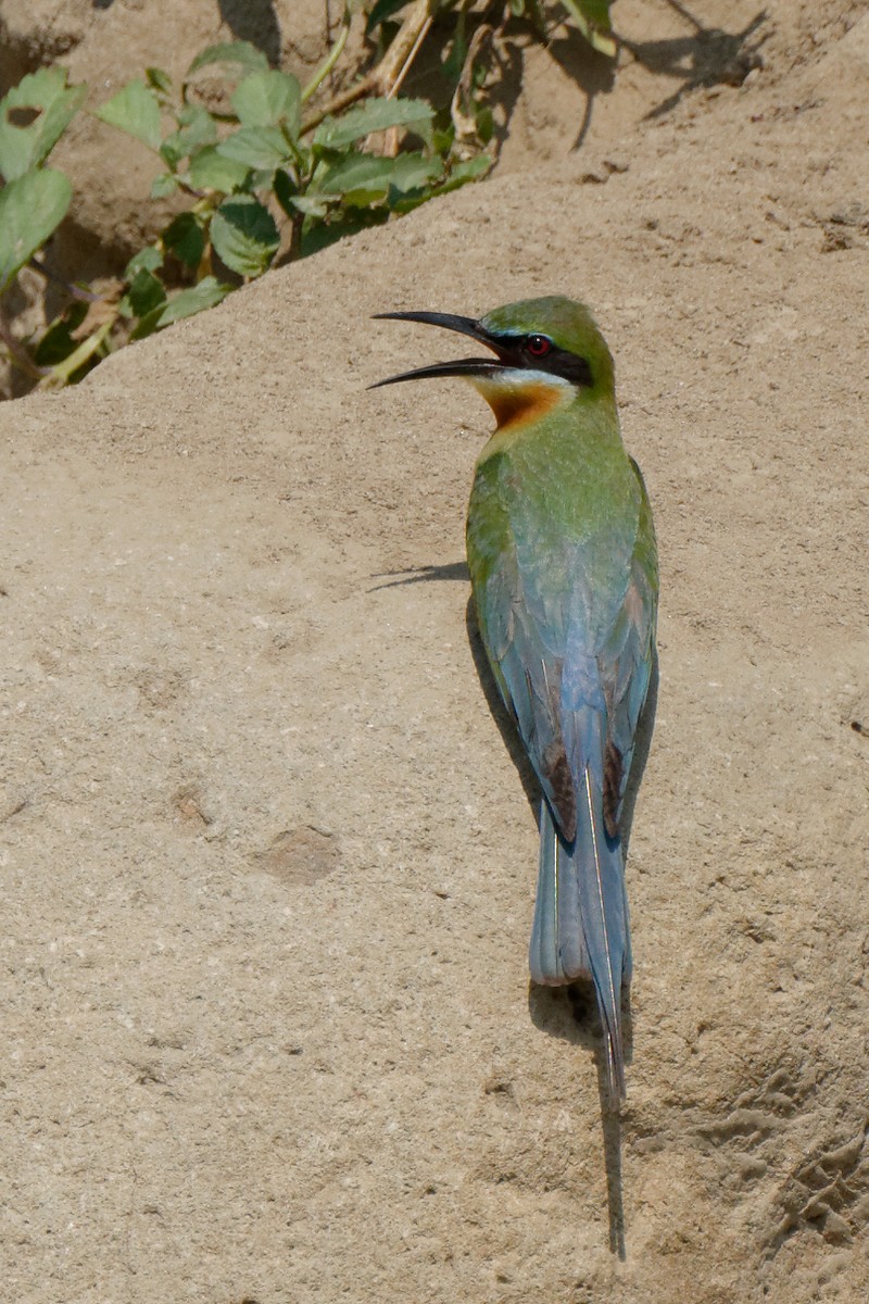 Blue-tailed Bee-eater - ML199359921
