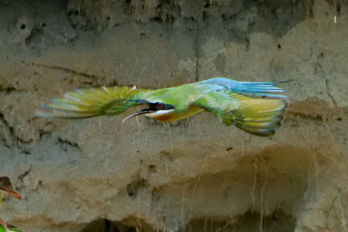 Blue-tailed Bee-eater - ML199359931