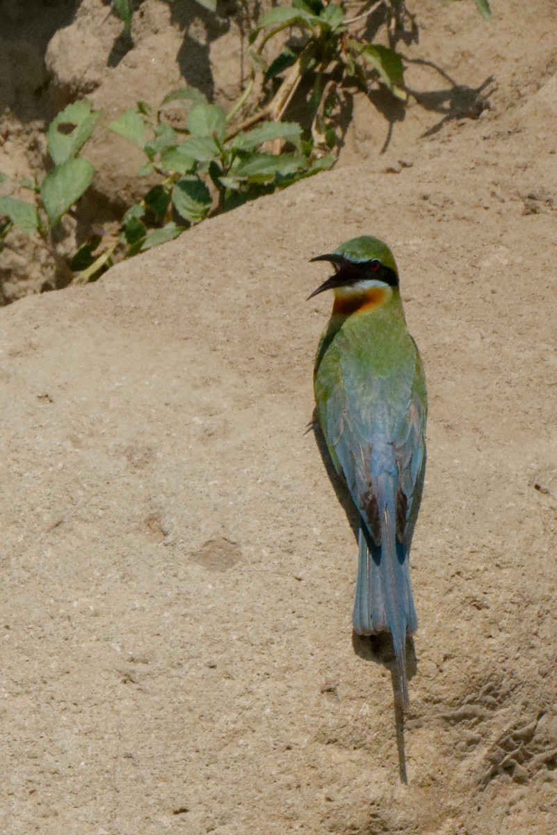 Blue-tailed Bee-eater - ML199359941