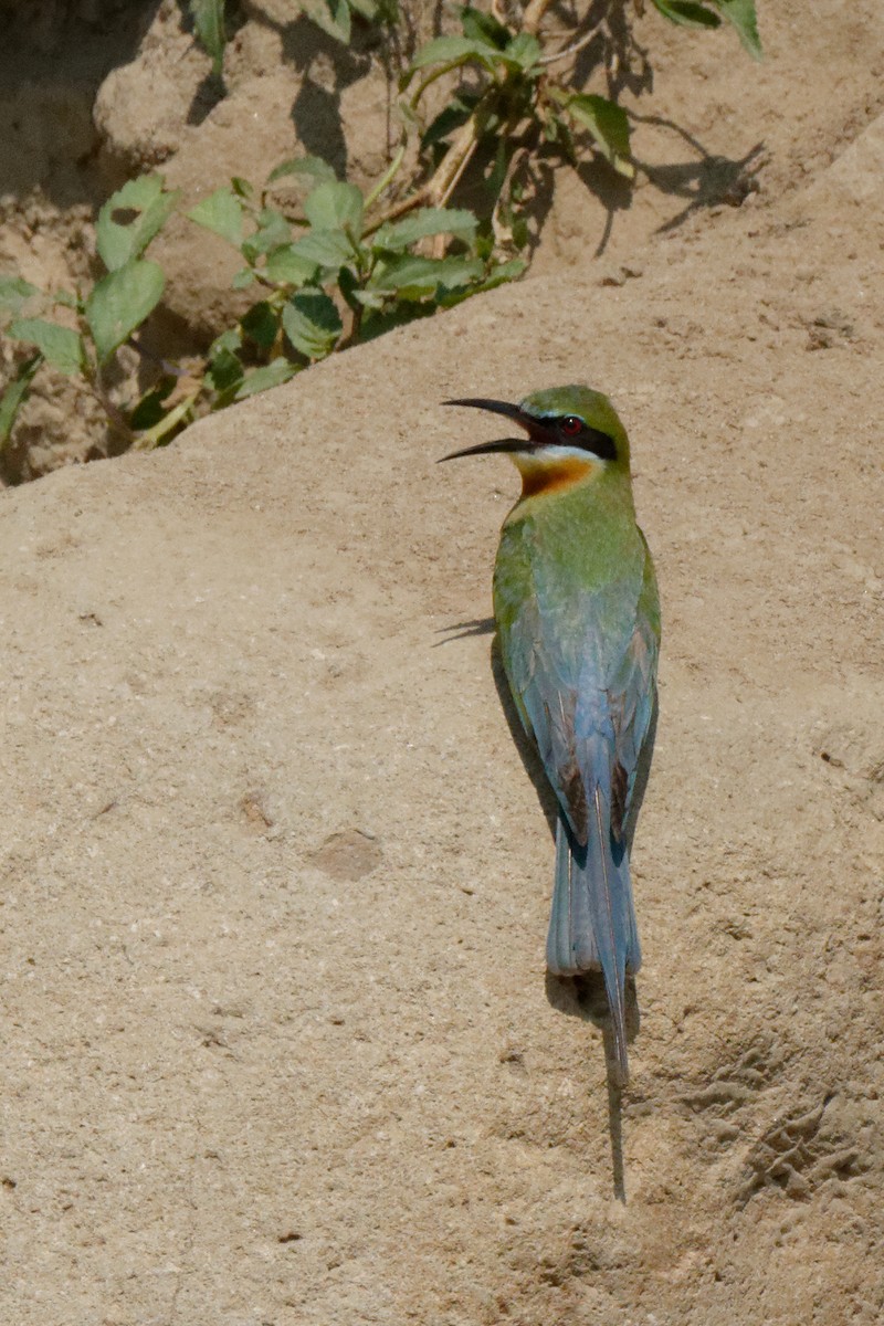 Blue-tailed Bee-eater - ML199359951
